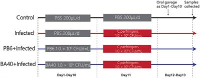 Protective Effects of Bacillus amyloliquefaciens 40 Against Clostridium perfringens Infection in Mice